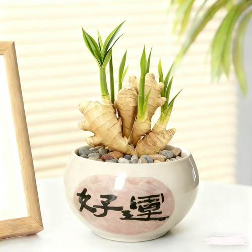 【禄根生姜】福禄双全盆栽绿根生姜带牙好养可水培土培办公室绿植