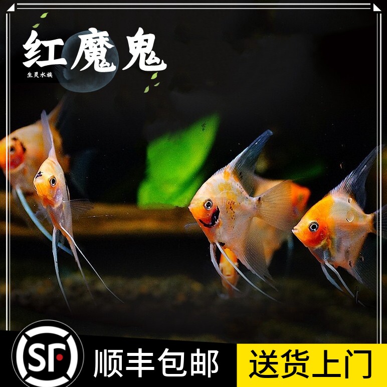 红魔鬼神仙鱼燕鱼净版无黑斑热带观赏鱼活体燕鱼活体德系红魔鬼