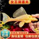 黄金红眼女王大帆清道夫热带淡水观赏鱼清洁垃圾除藻吃粪便工具鱼