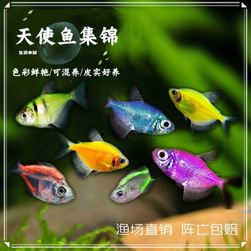 彩色天使冷水淡水好养易活小型鱼