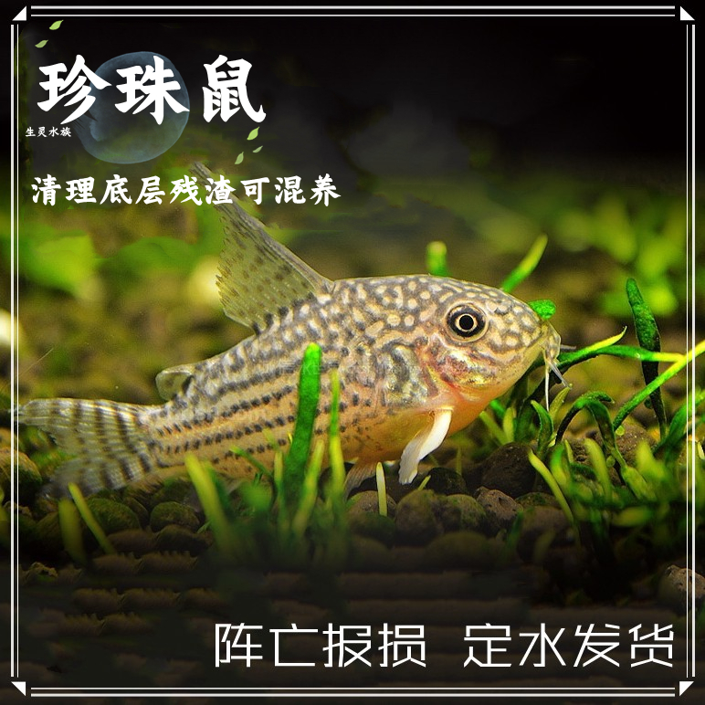 底栖鱼珍珠清理食物底栖鱼包邮