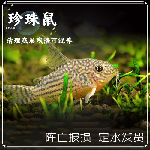 珍珠鼠鱼黄翅珍珠鼠观赏鱼鼠鱼底层鱼吃残渣工具鱼熊猫鼠淡水草缸 - 封面