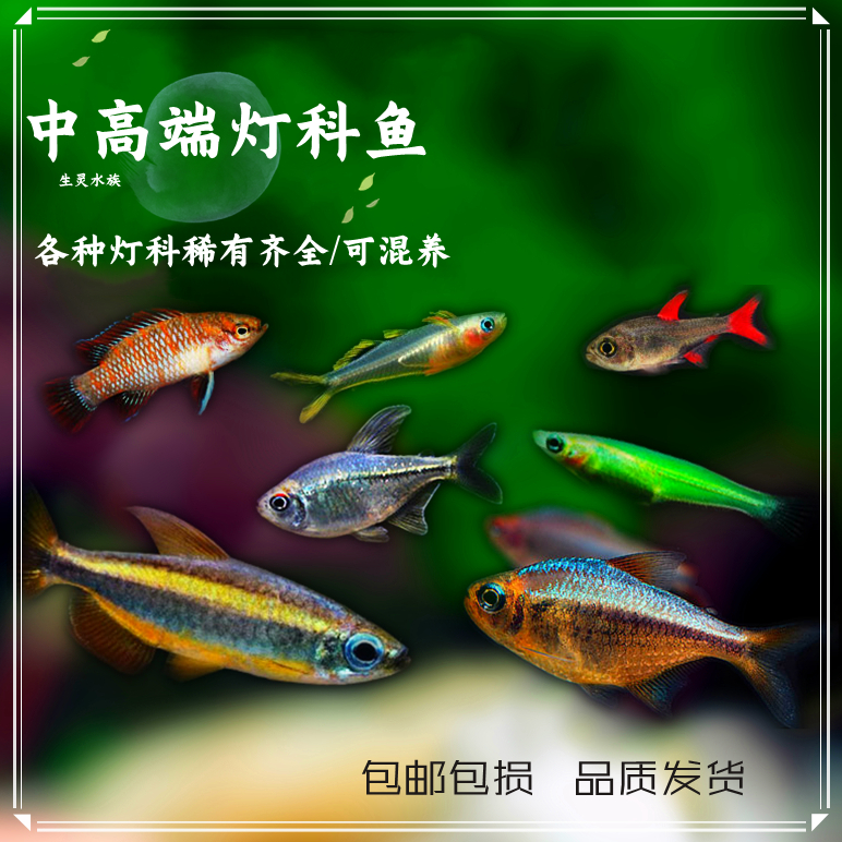 高档红梅24℃青年蝴蝶单条巧克力