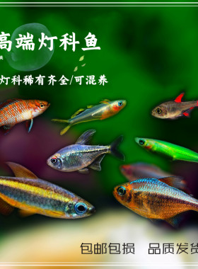 高档红梅24℃青年蝴蝶单条巧克力
