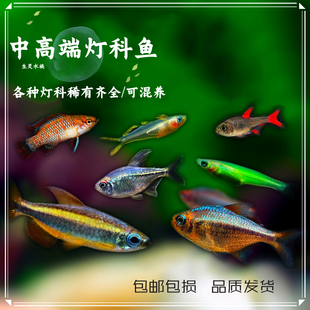 高档灯鱼赤焰绿翡翠蝴蝶凯蒂绯红巧克力蓝钻红梅亚瑟灯彩虹星钻鱼