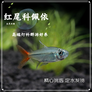 红尾科佩依灯鱼 热带鱼观赏鱼南美灯科鱼小型群游淡水鱼活体