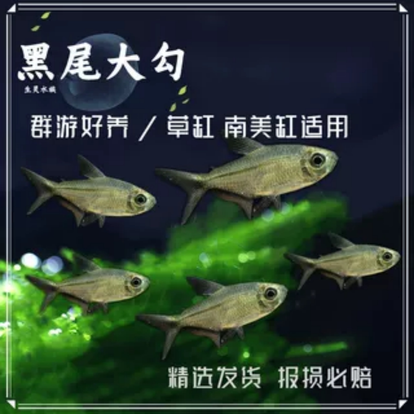 黑尾大勾群游鱼草缸热带观赏鱼