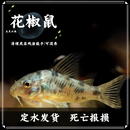 花椒鼠鱼除藻观赏工具鱼热带鱼鼠鱼清道夫活体宠物小精灵包活报损