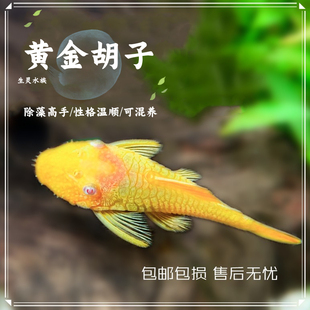 清缸工具鱼蓝眼胡子鱼黄金红眼大帆红蜻蜓直升机除藻鱼草缸 包邮