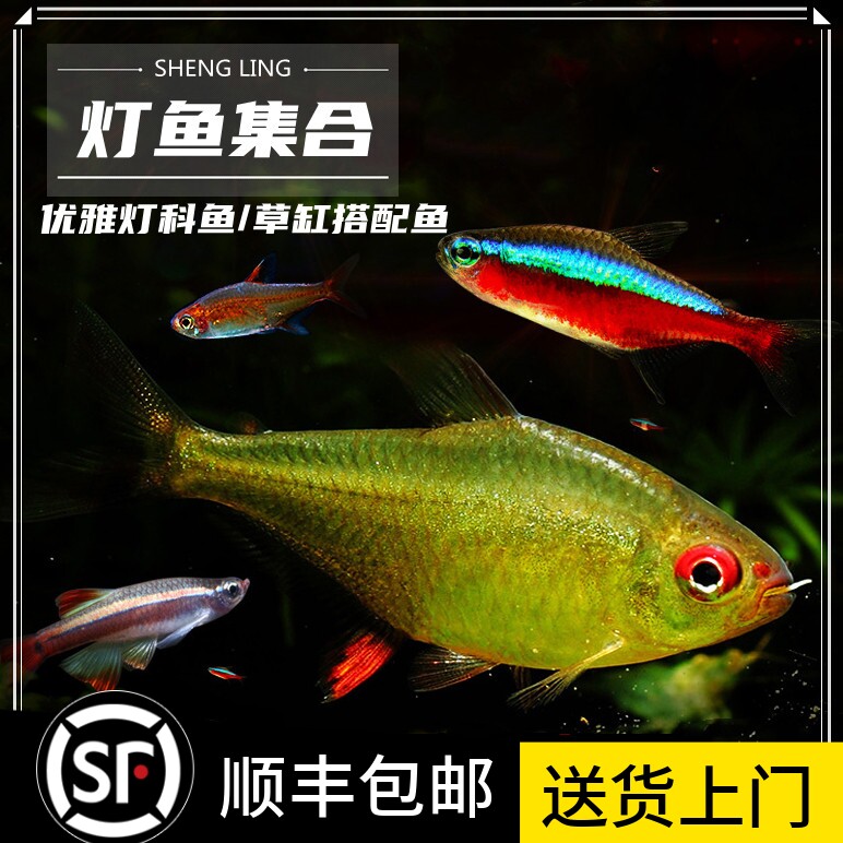 包邮小型灯鱼集合热带观赏鱼宝莲灯红鼻剪刀活体群游黄金梦幻金丝