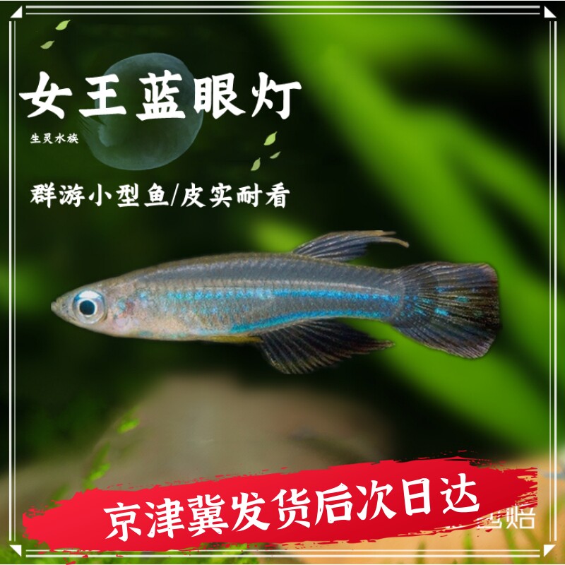 群游小型蓝眼灯鱼女王蓝眼灯鱼易饲养热带鱼宠物活体蓝灯鱼观赏鱼