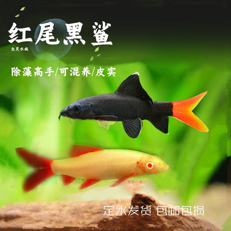 彩虹粉红鲨红尾黑鲨鱼小型观赏鲨淡水热带观赏鱼除藻清理残渣混养