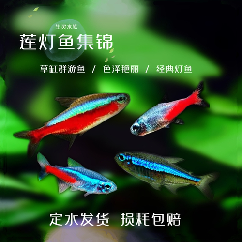 灯科热带鱼活体巴西印尼宝莲灯