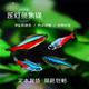 纯种宝莲灯鱼灯科鱼红绿灯鱼钻石灯鱼群游鱼红鼻剪刀黑灯草缸鱼