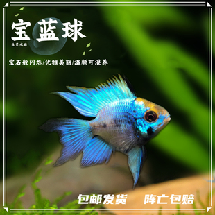 宝蓝球荷兰凤凰球鱼蓝波子阿凡达短鲷金波子鱼淡水热带观赏鱼活体
