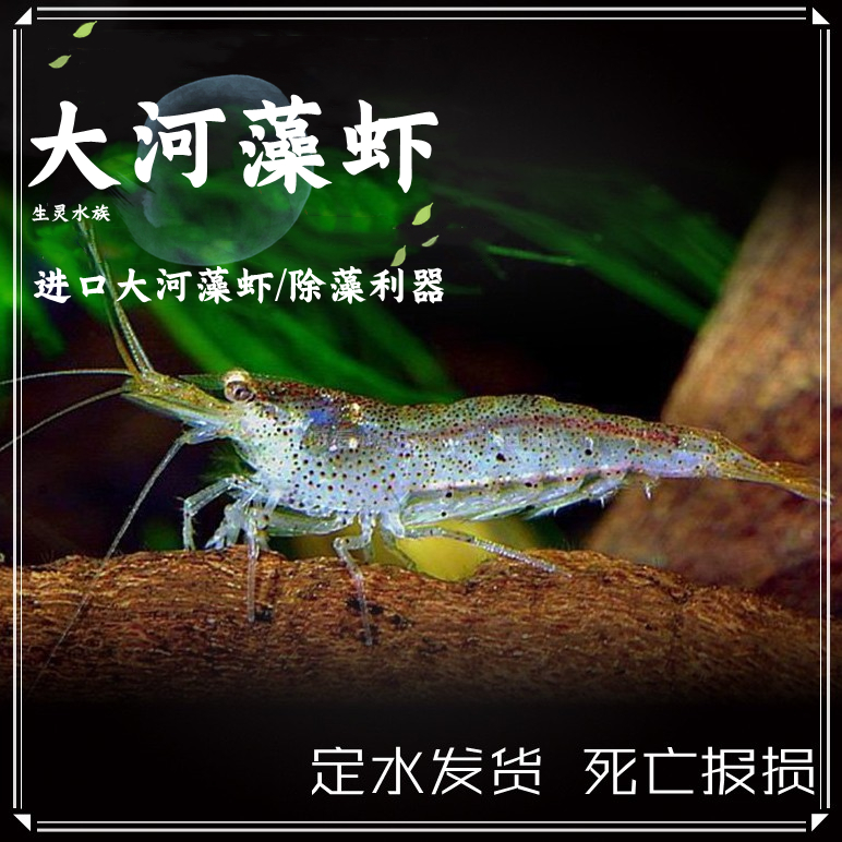 大河藻蝦工具除藻干活大和藻蝦