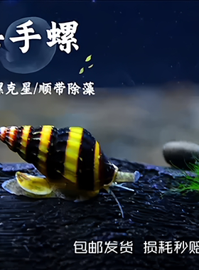 包邮大黄蜂活体水族除杂杀手螺