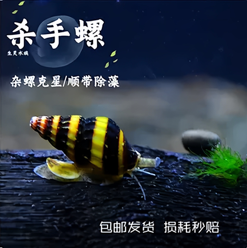 包邮大黄蜂活体水族除杂杀手螺