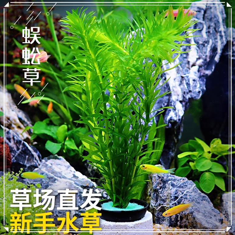 蜈蚣草中后景水草新手好养