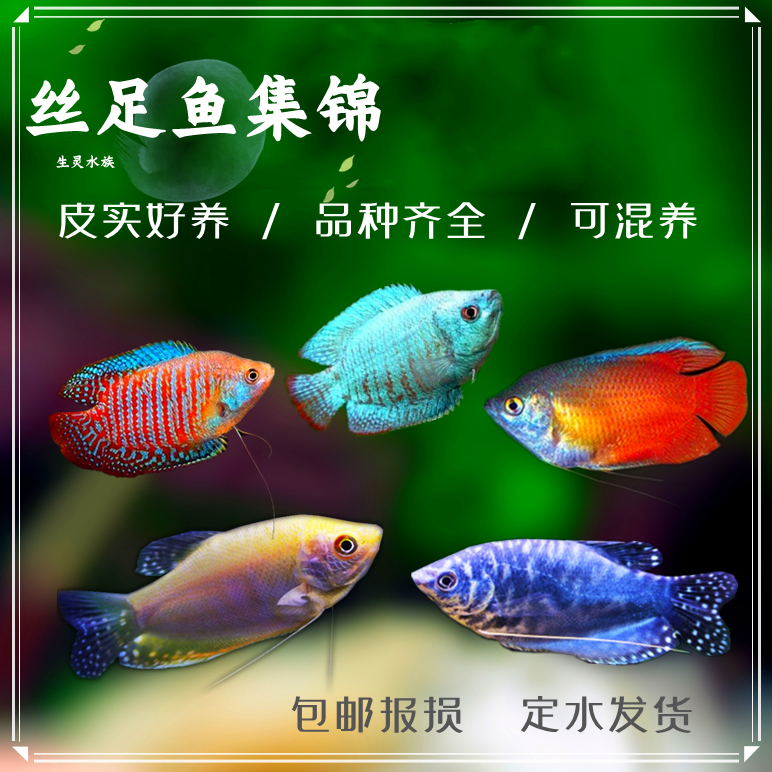 红蓝丽丽七彩鱼黄蓝曼龙吃蛋白虫珍珠马甲活体小型热带观赏鱼包邮 宠物/宠物食品及用品 鱼 原图主图