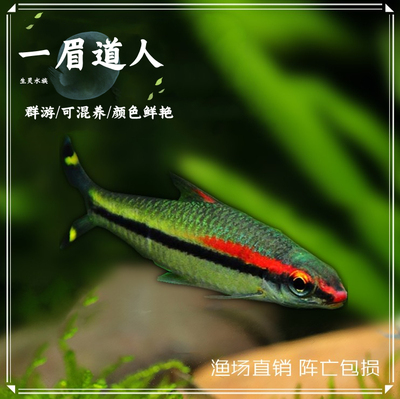 一眉道人鱼小型热带观赏鱼