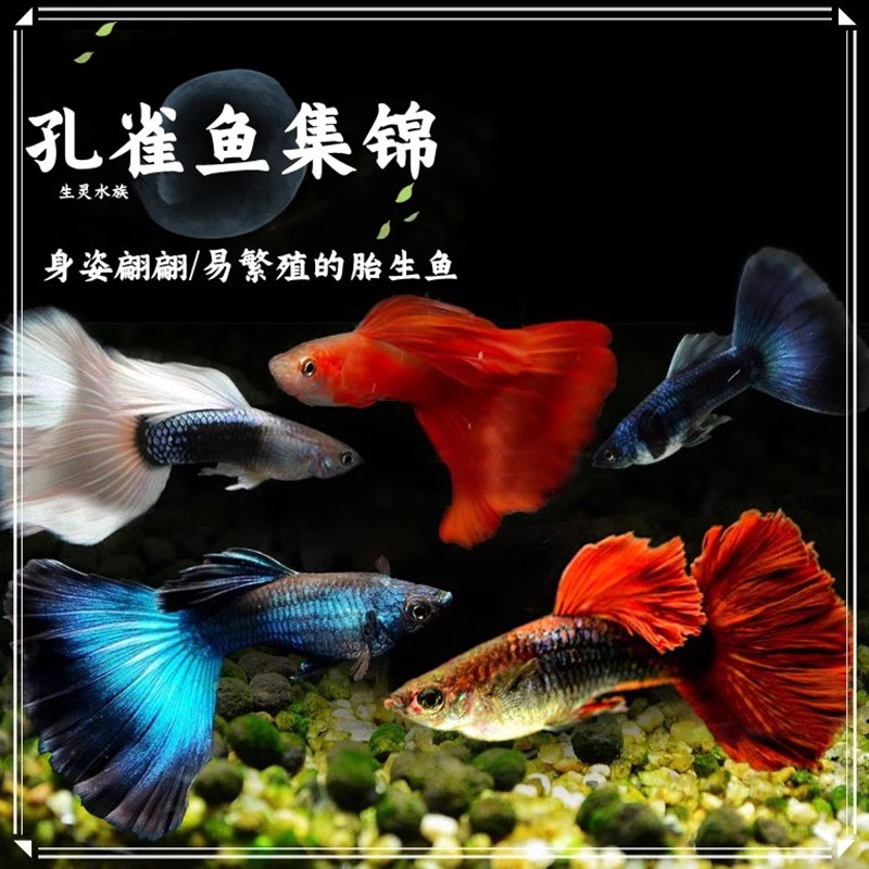 多种象牙白蓝草尾美国红孔雀鱼