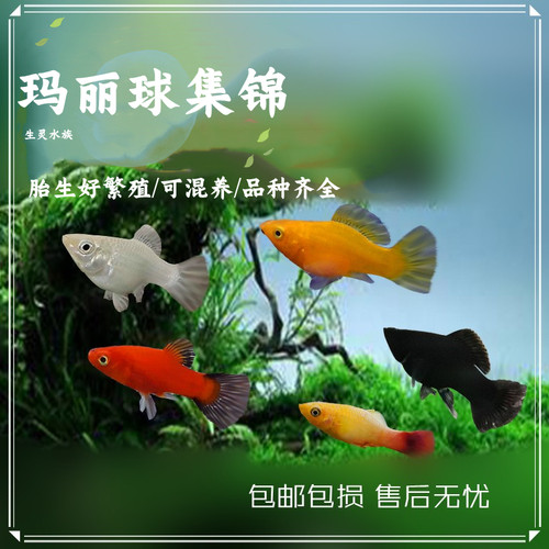 耐活易繁殖包邮胎生鱼活体玛丽鱼