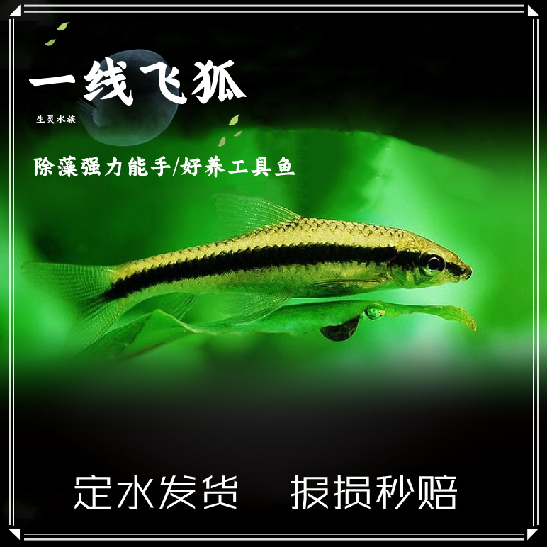 包邮一线飞狐火焰黑线飞狐热带鱼活体水族草缸除绿藻除苔小精灵鱼 宠物/宠物食品及用品 鱼 原图主图