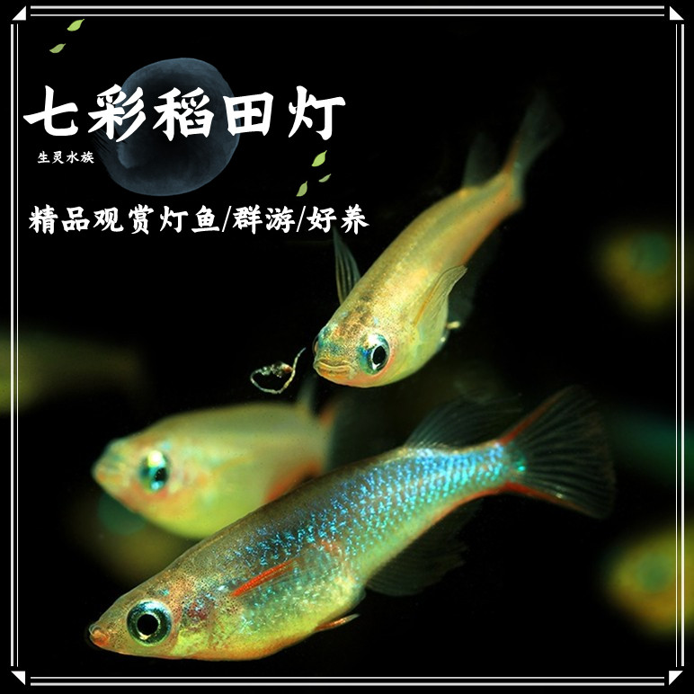 包邮七彩稻田鳉鱼小型热带观赏淡水鱼草缸小型群游活体好养灯科鱼