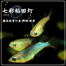 七彩稻田鳉鱼小型热带观赏淡水鱼草缸小型群游活体好养灯科鱼 包邮