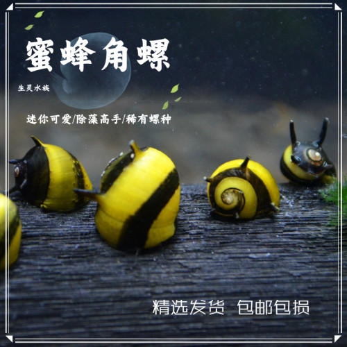 蜜蜂角螺草缸观赏螺除藻螺