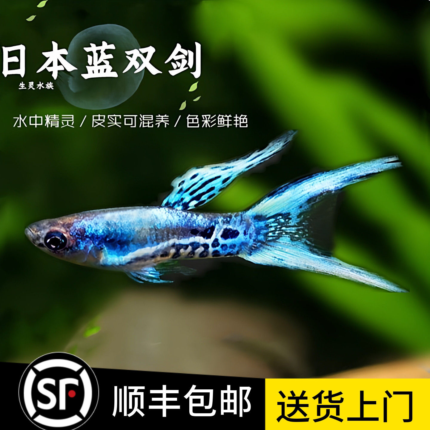日本蓝双剑安格拉斯精灵孔雀鱼凤尾鱼热带鱼观赏鱼宠物淡水活体