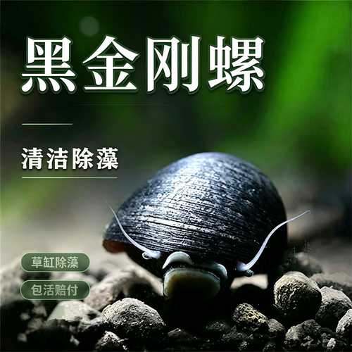 黑金刚螺不吃水草缸清洁