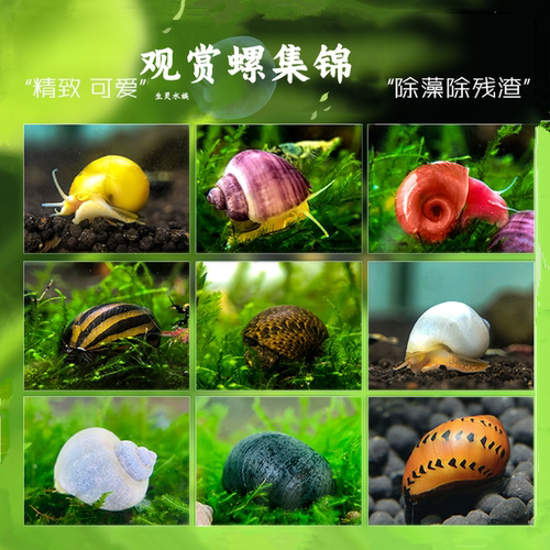 苹果螺紫纹斑马神秘活体工具