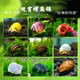 苹果螺紫纹螺斑马螺神秘螺活体工具螺除藻螺黄金黑金刚观赏螺套餐