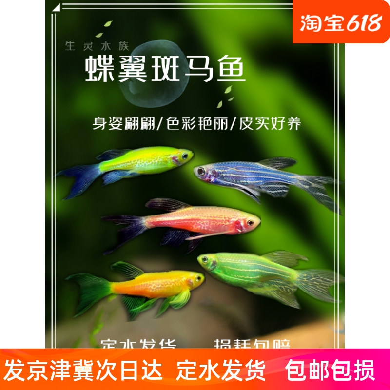 包邮长鳍长尾蝶翼斑马龙凤稀有观赏小型热带鱼灯科活体群游好养鱼