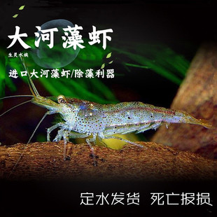 台湾大和藻虾大河藻虾沼虾观赏虾除丝藻虾工具虾草缸清洁除丝绒藻