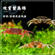 迷你辣椒蟹螃蟹深水蟹豹点蟹相手蟹恶魔蟹蝴蝶蟹除涡虫残渣 包邮