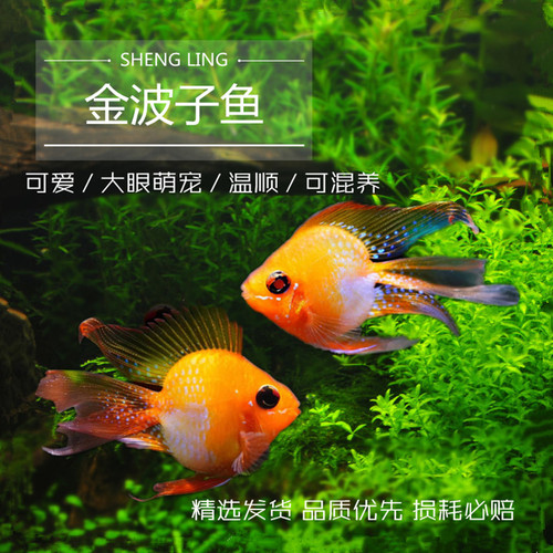 热带观赏鱼活体短鲷桃心金波子蓝波子凤凰阿凡达宝蓝球玻利维亚 - 封面