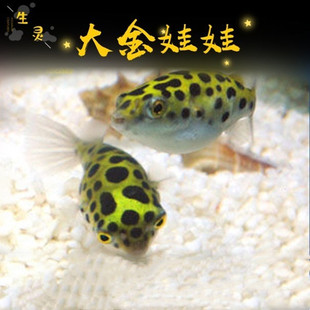 大金娃娃河豚活体潜水艇巧克力娃娃鱼草缸除螺宠物小型热带观赏鱼