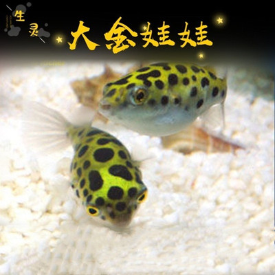 大金娃娃河豚活体潜水艇