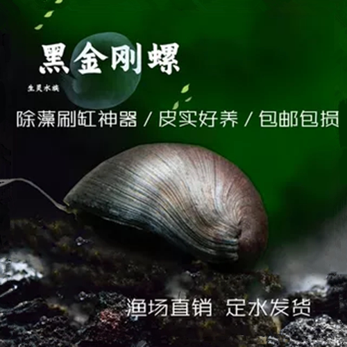 黑金刚螺不吃水草缸清洁