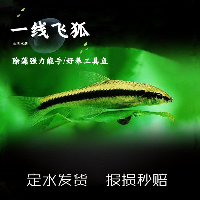 包邮一线飞狐火焰黑线飞狐热带鱼活体水族草缸除绿藻除苔小精灵鱼