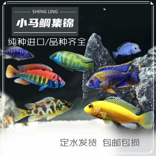 王子阿里素材模板 王子阿里图片下载 小麦优选