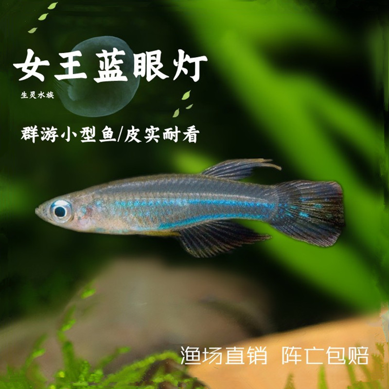 蓝眼灯鱼小型热带鱼淡水观赏鱼蓝眼睛水草缸新手入门灯鳉鱼活体鱼