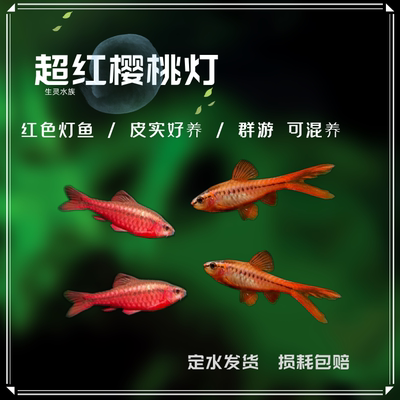 包邮活体观赏鱼热带灯鱼热带鱼