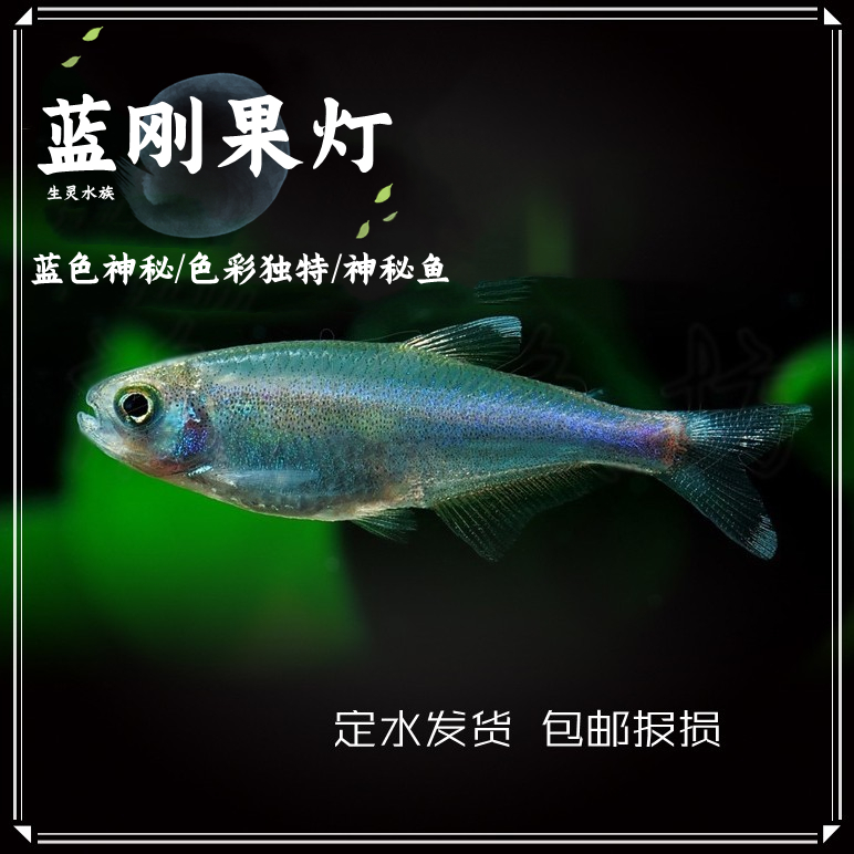 热带鱼蓝刚果灯鱼可爱灯鱼活体观赏鱼蓝灯鱼蓝色群游鱼淡水可混养