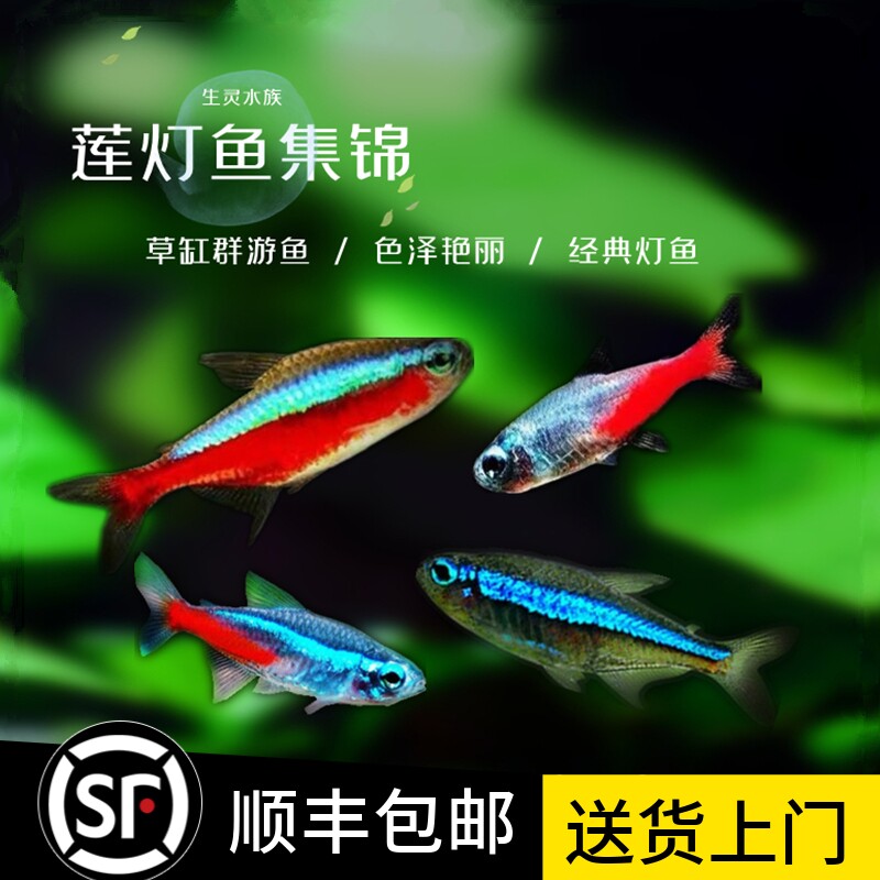 纯种宝莲灯鱼灯科鱼红绿灯鱼钻石灯鱼群游鱼红鼻剪刀黑灯草缸鱼