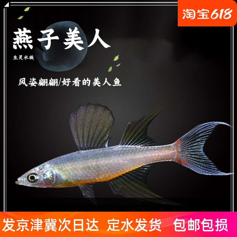 可混养小型易养热带鱼燕子美人鱼活体水族观赏鱼可爱宠物群游鱼