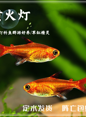 南美小型热带鱼宠物活体易养喷火灯鱼透明观赏鱼金色灯科鱼可混养